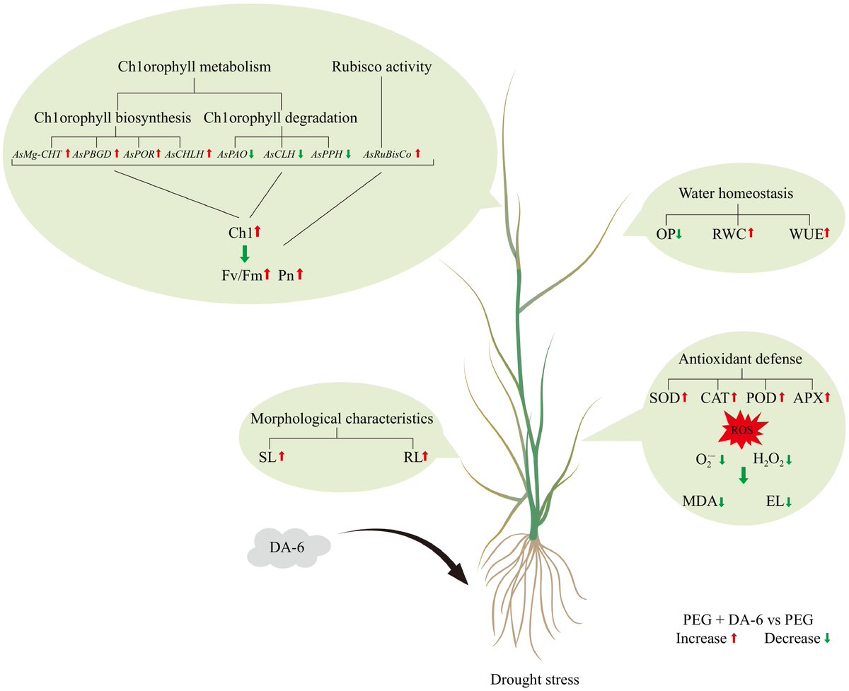 #GrassResearch #CreepingBentgrass #Drought #DA-6Regulation
DA-6 eases drought-induced senescence by boosting water balance, Chl biosynthesis, and antioxidant enzyme (SOD/CAT) activities in creeping bentgrass.💧🌿
@MaximumAcademi <a href="/AbioticStress/">Abiotic stress in plants (Green Survivors)</a>
Details: maxapress.com/article/doi/10…