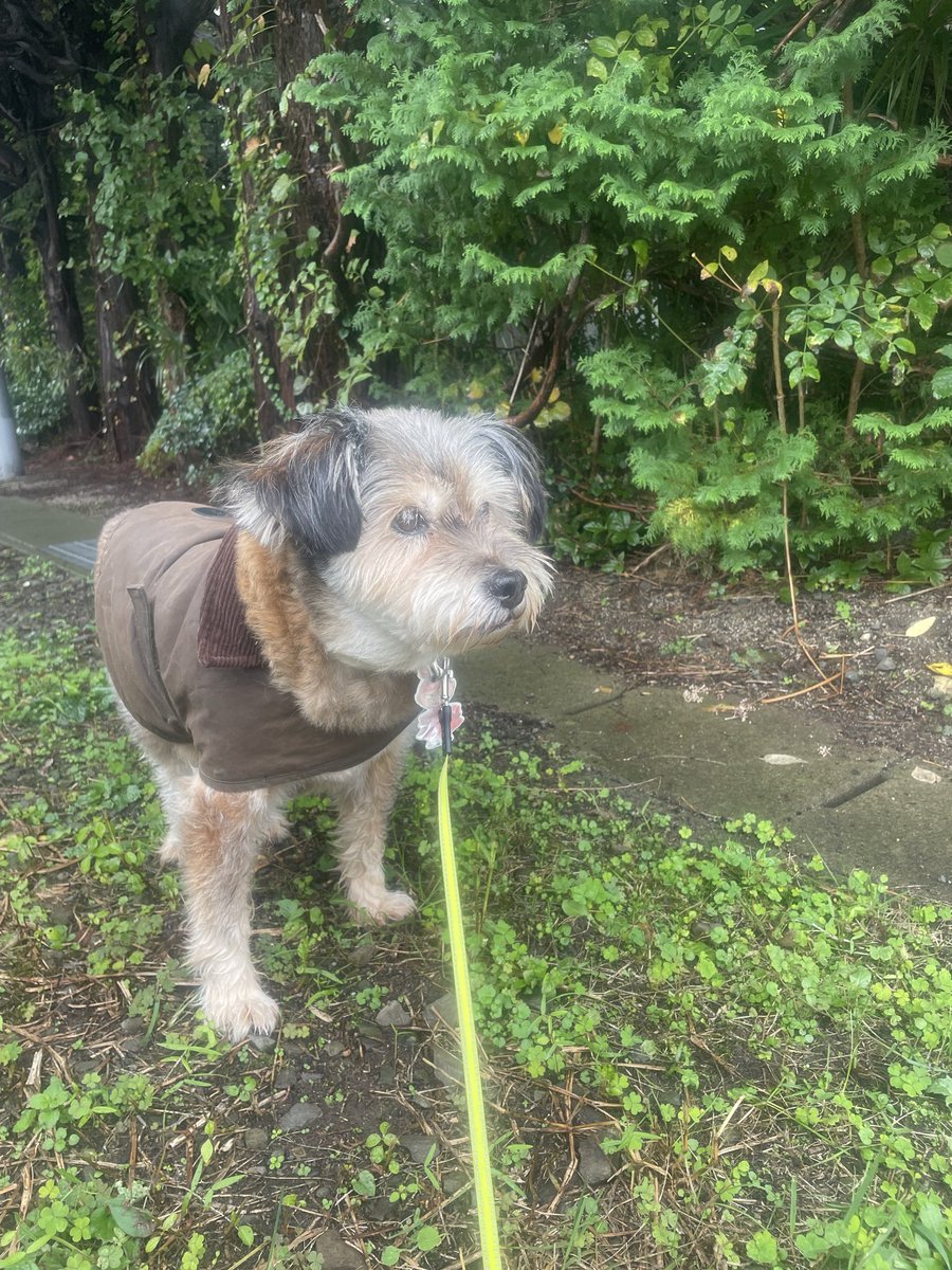 DROPS1997's tweet photo. 雨上がりの散歩
#保護犬
#保護犬を家族に
#茜店長を探そう
#福島市
#DogLovers https://t.co/1q8ztFdVI5