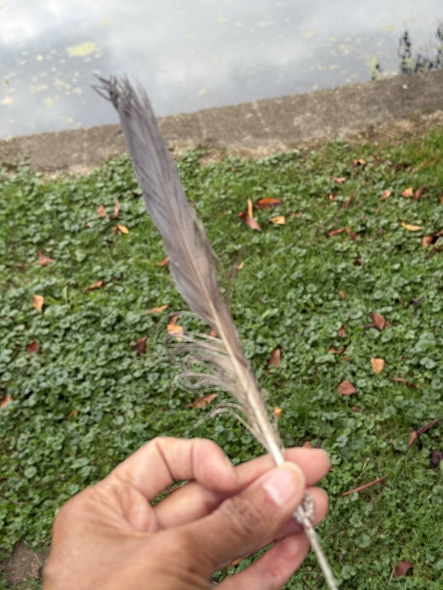 soozenyc's tweet image. Found a Great Blue Heron on top of a small tree. It was sleeping but then woke up and started preening. A feather floated to the ground and I got it!

#birds
#birdcpp 
@birdbrklyn