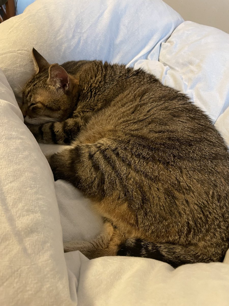 nmuri's tweet image. フトンヘコマシの出現する季節になってきた