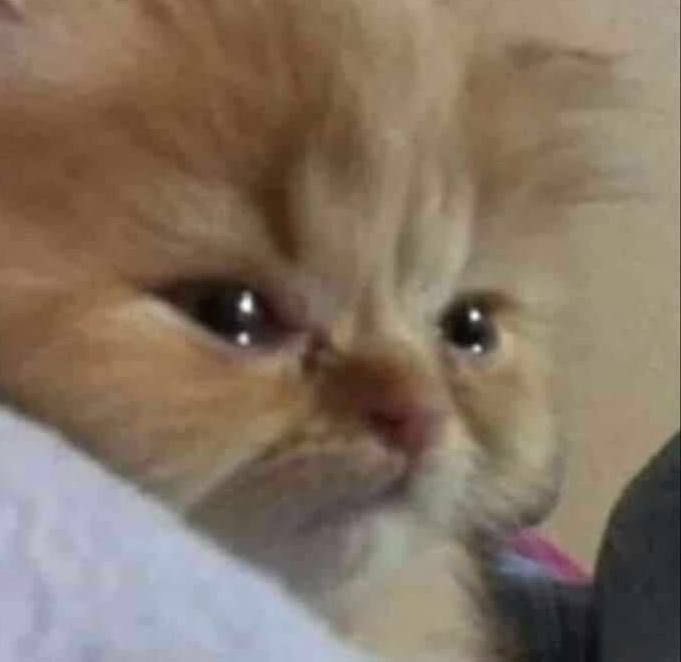 bianpuki's tweet image. Acabo de presenciar como Aurora se acercó al gato y le dijo al oído “te amo Atún”. Dios mío, no puedo creer que yo parí a esta mini humanita 😭