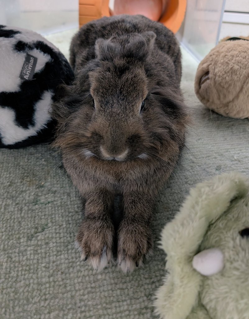 mlkchcusa's tweet image. おててのびーん

#うさぎ #うさぎのいる暮らし