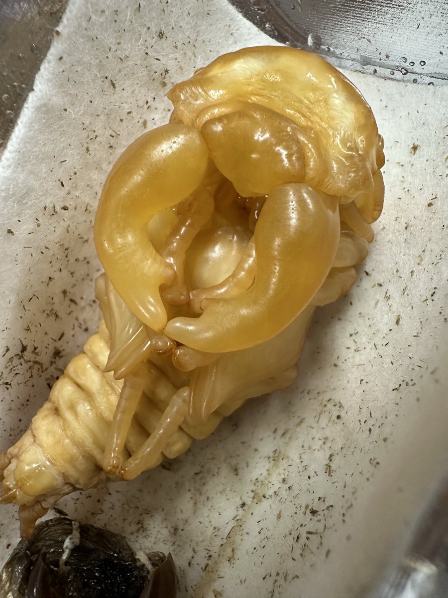 ちゃちゃまる 靴下サプリ とにかくあったかい まるでこたつソックス 靴下