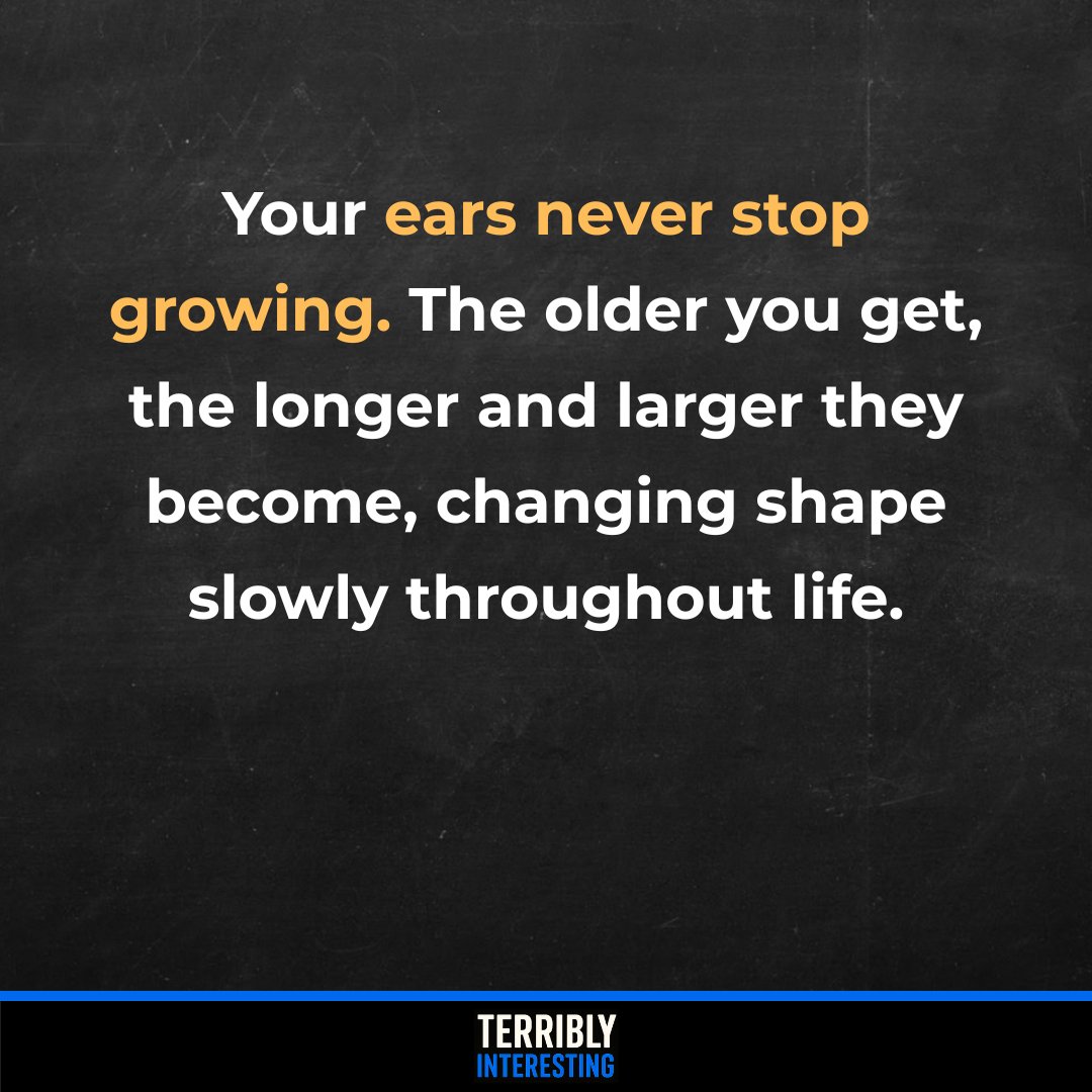 Your ears grow about 0.2 millimeters per year as cartilage softens and stretches under gravity. Over a lifetime, that adds up to about a centimeter, which is why older adults often have noticeably longer ears and broader lobes.