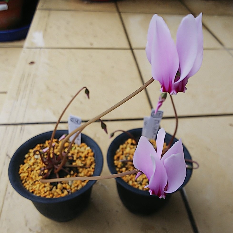 お花々＊様 かぎ針編みで咲かせよう 200のお花モチーフ 編み図デザイン集