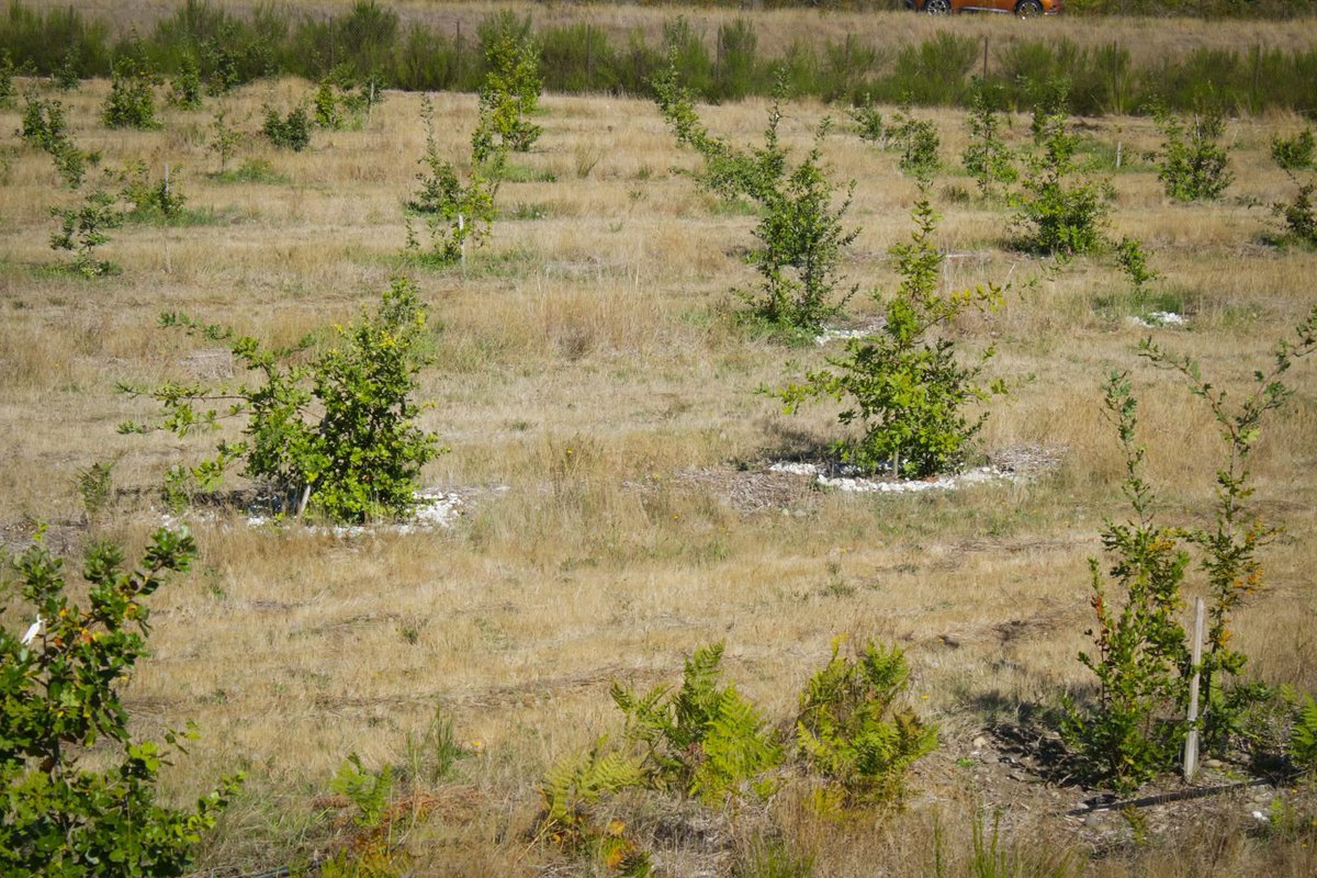 AlpineTruffle's tweet photo. Truffle Farming in the U.S.? Many try. Few succeed.
At Alpine Truffle LLC, we grow perfect, contaminant-free truffle trees — from acorn to harvest in just 6 years. Success isn’t magic; it starts with quality.
#TruffleFarming #AlpineTruffle #Mycorrhizae #HighQualityTrees https://t.co/3DqvUAigig