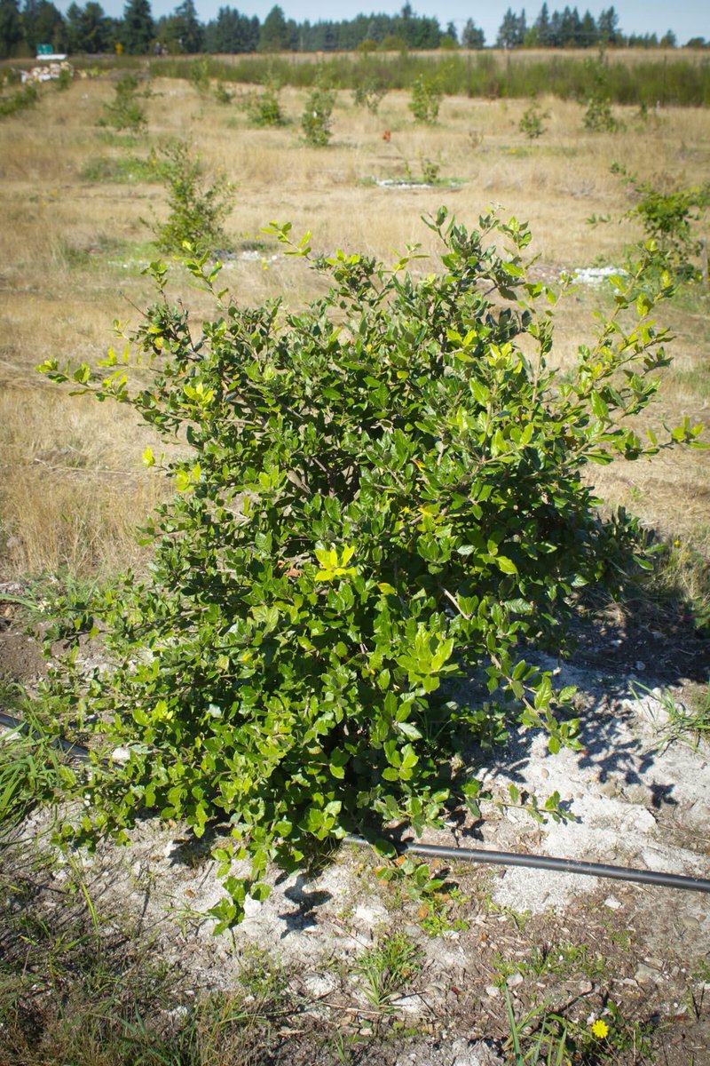 AlpineTruffle's tweet photo. Truffle Farming in the U.S.? Many try. Few succeed.
At Alpine Truffle LLC, we grow perfect, contaminant-free truffle trees — from acorn to harvest in just 6 years. Success isn’t magic; it starts with quality.
#TruffleFarming #AlpineTruffle #Mycorrhizae #HighQualityTrees https://t.co/3DqvUAigig