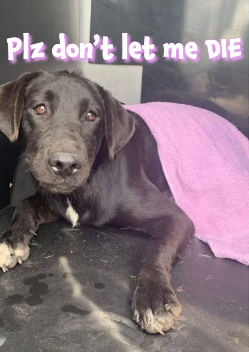 🆘VERY URGENT🆘
Plz help ROSE, BADLY injured
8mths old #A384256
Rescue or DIES🔥10/14🔥
BROKEN front leg +susp’d spinal injury affecting other leg😭
She’s in PAIN, TRAUMATISED won’t even take treats💔
Plz #pledge generously🙏
Can anyone offer help with vet care? 
Location: