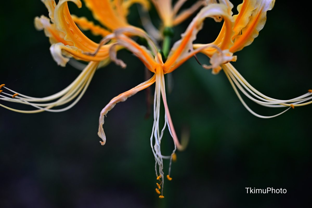 TkimuPhoto's tweet image. おはようございます

オレンジ色の彼岸花。初めて見ました。赤と白だけではないんだと...

Nikon Z8
EL-Nikkor 50mm f2.8N