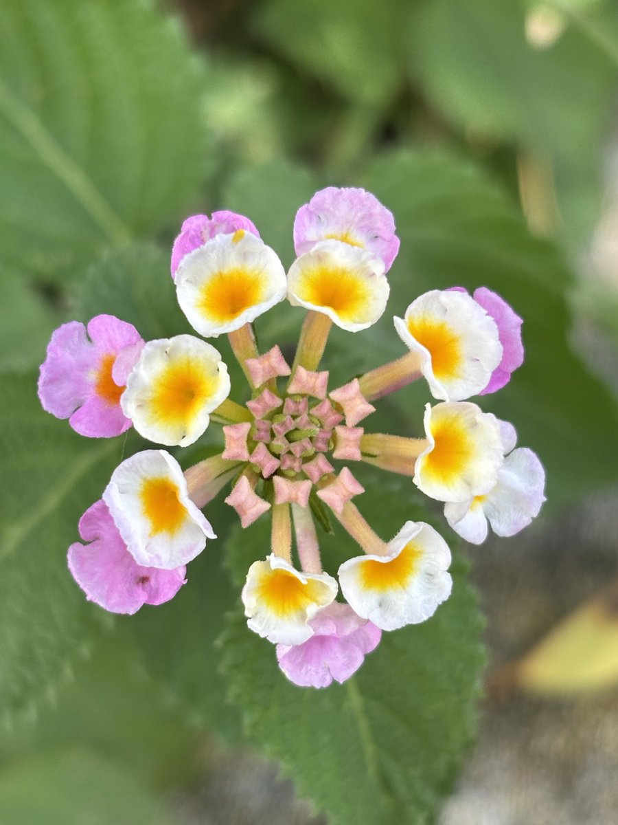 R7_Anju's tweet image. 