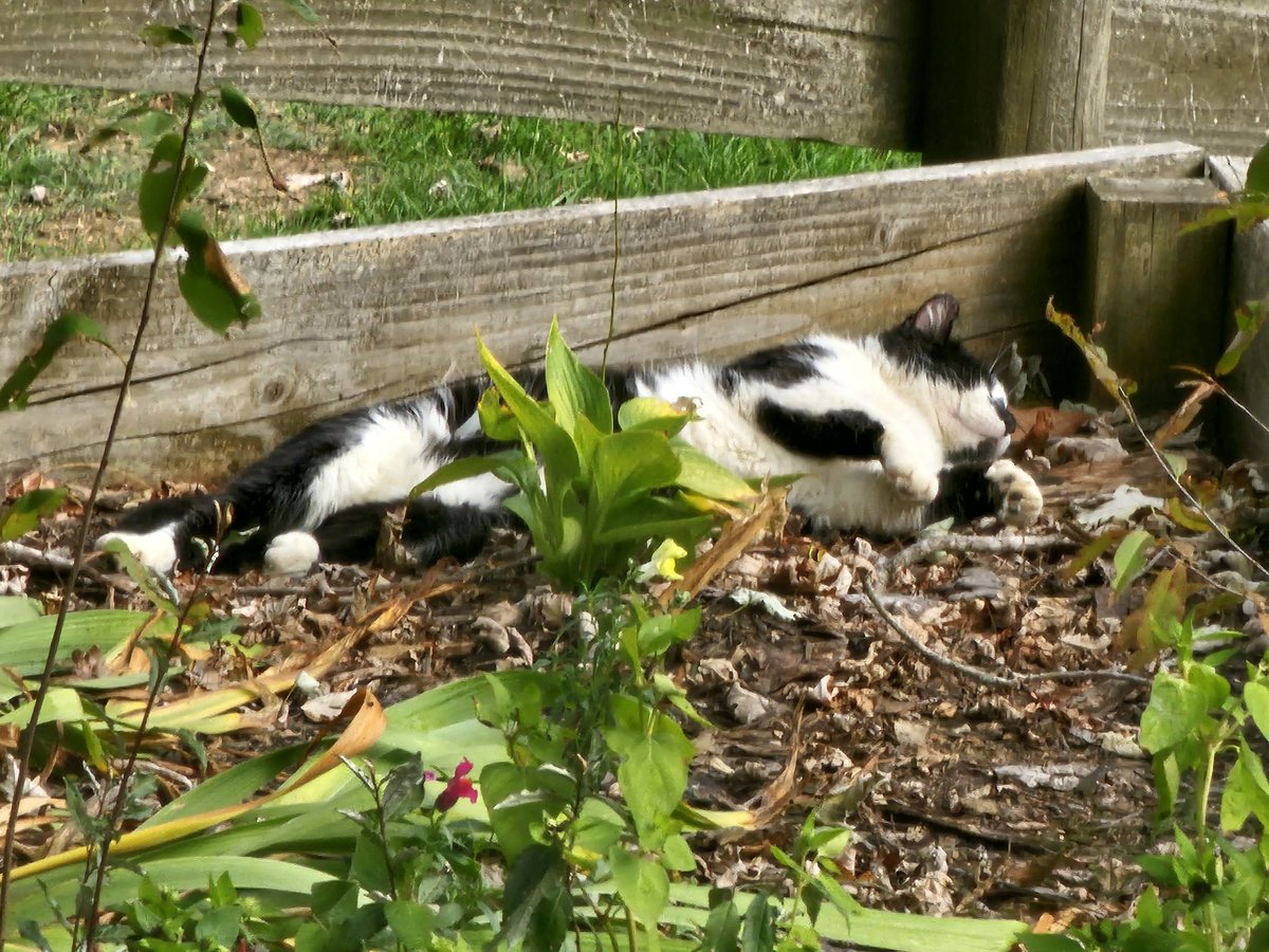 BowlOfMice's tweet image. Oh to have the life of a cat

#Caturday