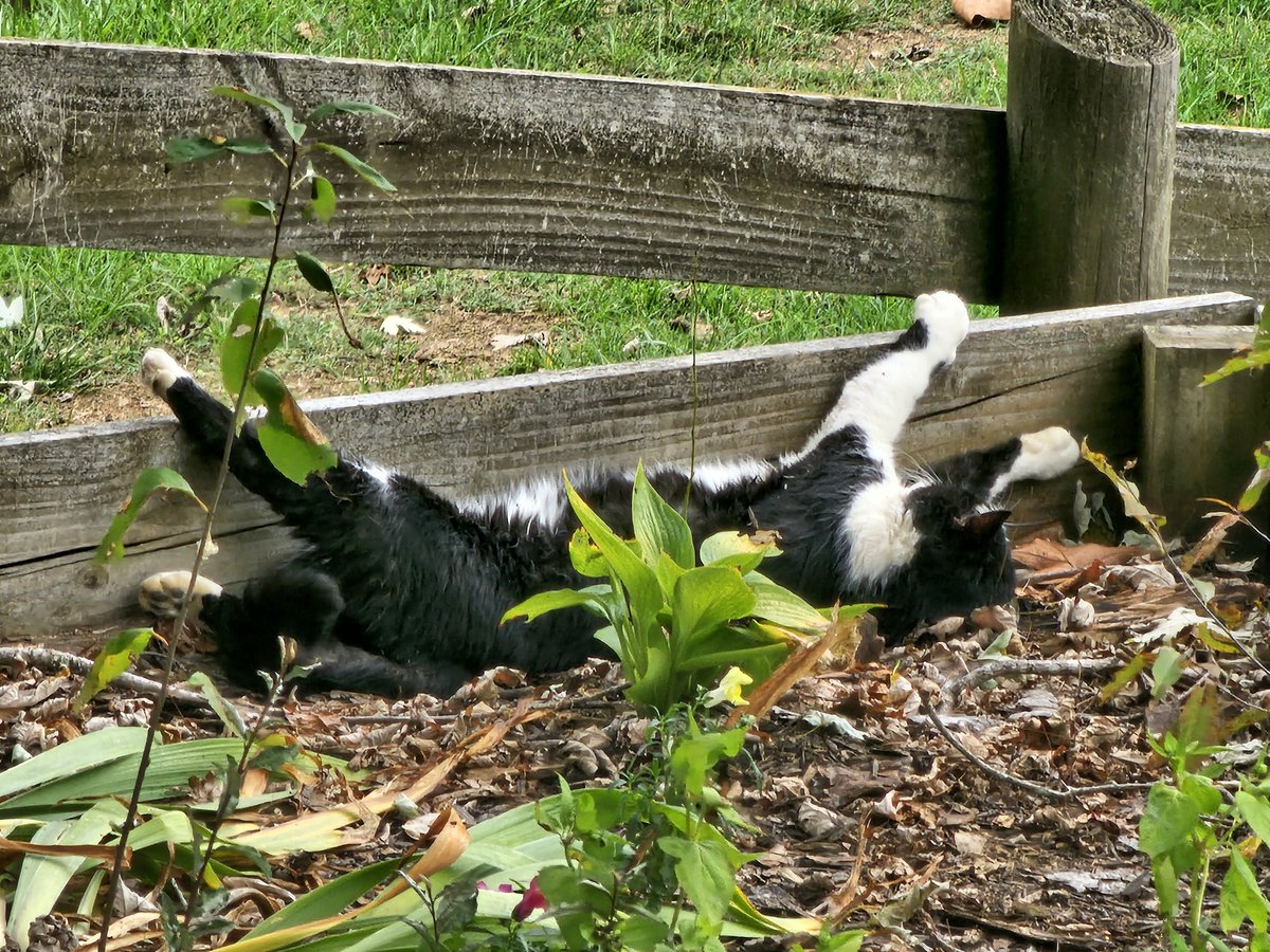 BowlOfMice's tweet image. Oh to have the life of a cat

#Caturday