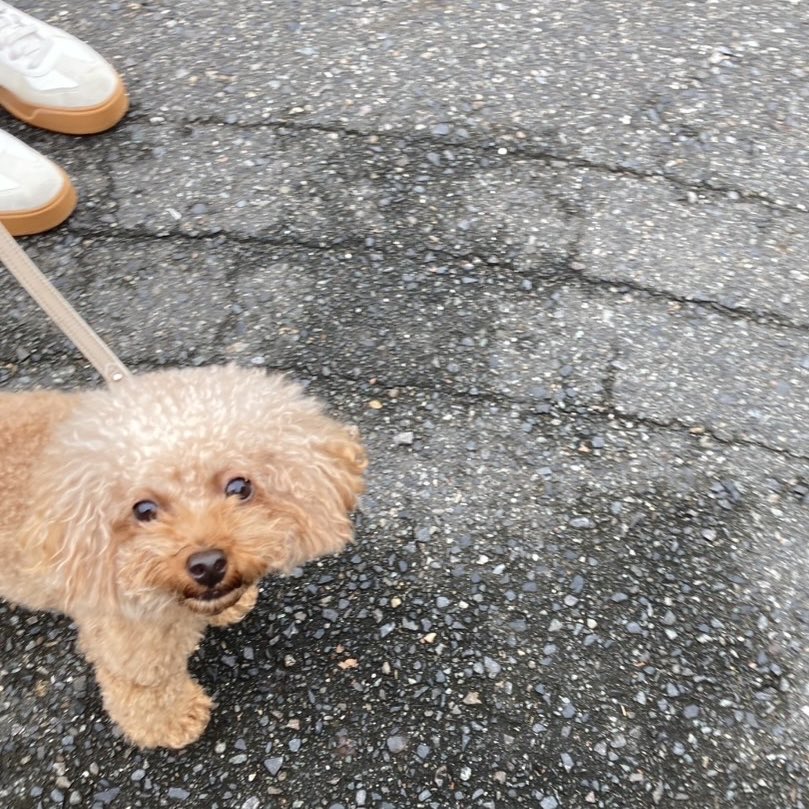 N0831webwriter's tweet image. 𝐺𝑜𝑜𝑑 𝑚𝑜𝑟𝑛𝑖𝑛𝑔︎ 🐶🤎
今日もあさんぽ行って読書してスロトレ💪して…📖´-
そして今日も今日とてライティング👩‍💻✒️𐔌՞･·･՞𐦯
「咲」はもともと「わらう」という意味があるなんてなんだか素敵だなと思った朝⏰☀️𓈒𓂂𓏸
#Webライター
#Webライターと繋がりたい 
#愛犬