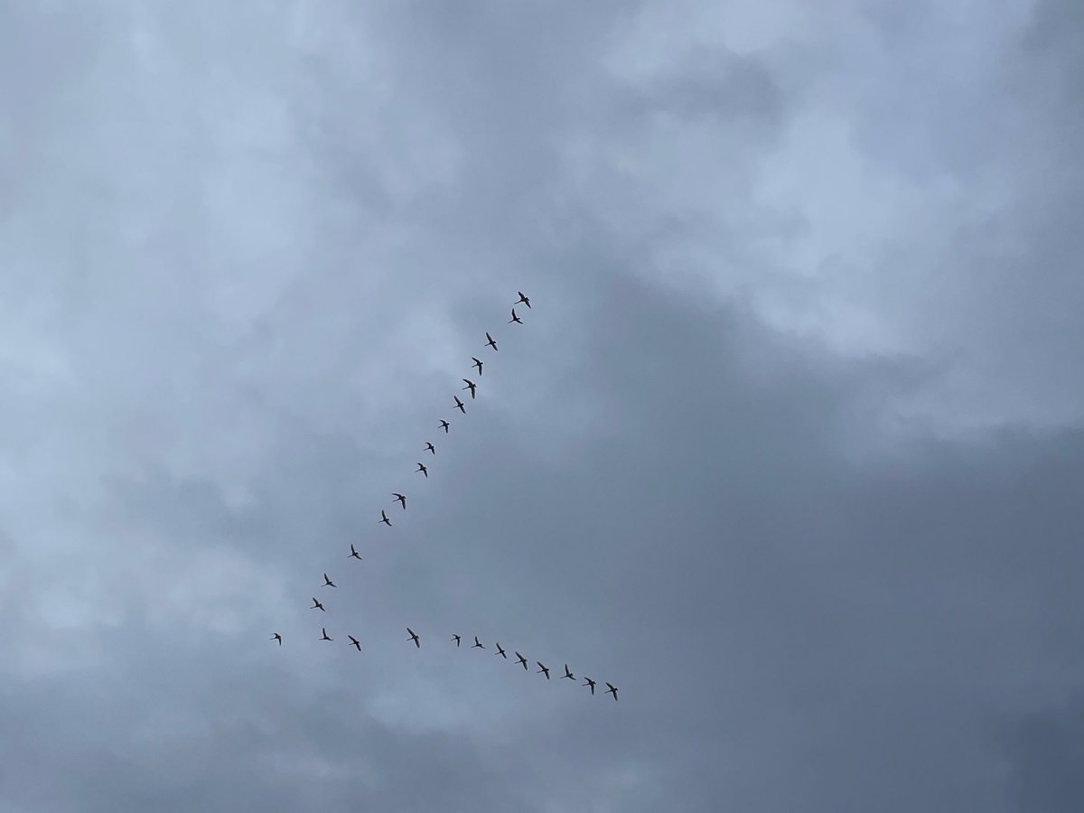 白鳥きたー！！