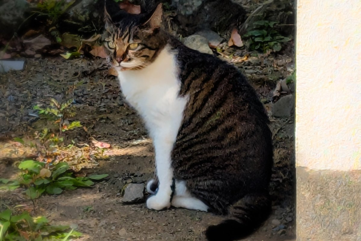 Rockin_yousuke's tweet image. 今日の　#野良猫