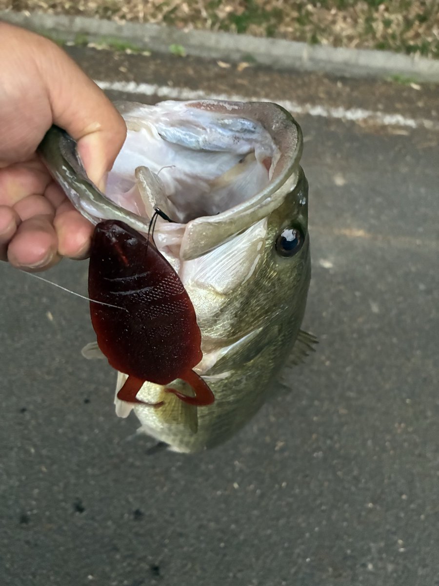 SPWN0fCw55MHJwq's tweet image. リミットワンの田辺さん真似したらイカついヤツ！びっくりした^_^
#ノリーズ
#BASSER