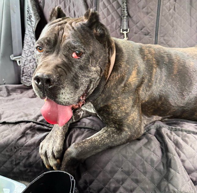 The shelter thinks Michela is a Cane Corsa Mix. But they know that she is 95lbs of sweetness . This poor girl has a cherry eye but she is still gentle and loving and needs our help. Please she needs pledges and retweets desperately. We have so many that need to be seen &amp; rescued