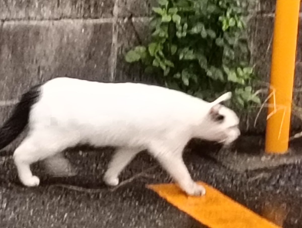 Kazu215026's tweet image. おはようございます
昨日、街をうろついてたら、また野良猫を見つけました。🐈️
一昨日の夜にも、白黒の猫を見かけました。🐈️
このスマホ、カメラ機能がタヒんでるなぁ📷️
しばらくしたら、味噌汁🍲を作ります。
#おはようございます
#野良猫