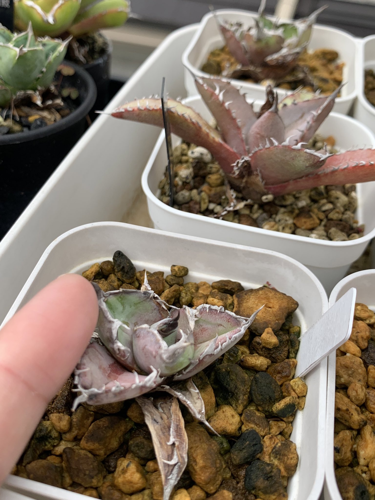 グッド多肉（goodtaniku） (@xiejunxian6990) / X