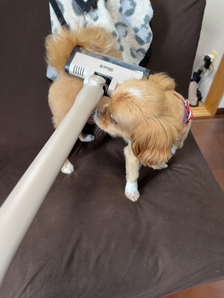 taka0815's tweet image. #犬 #保護犬 #ペキプー