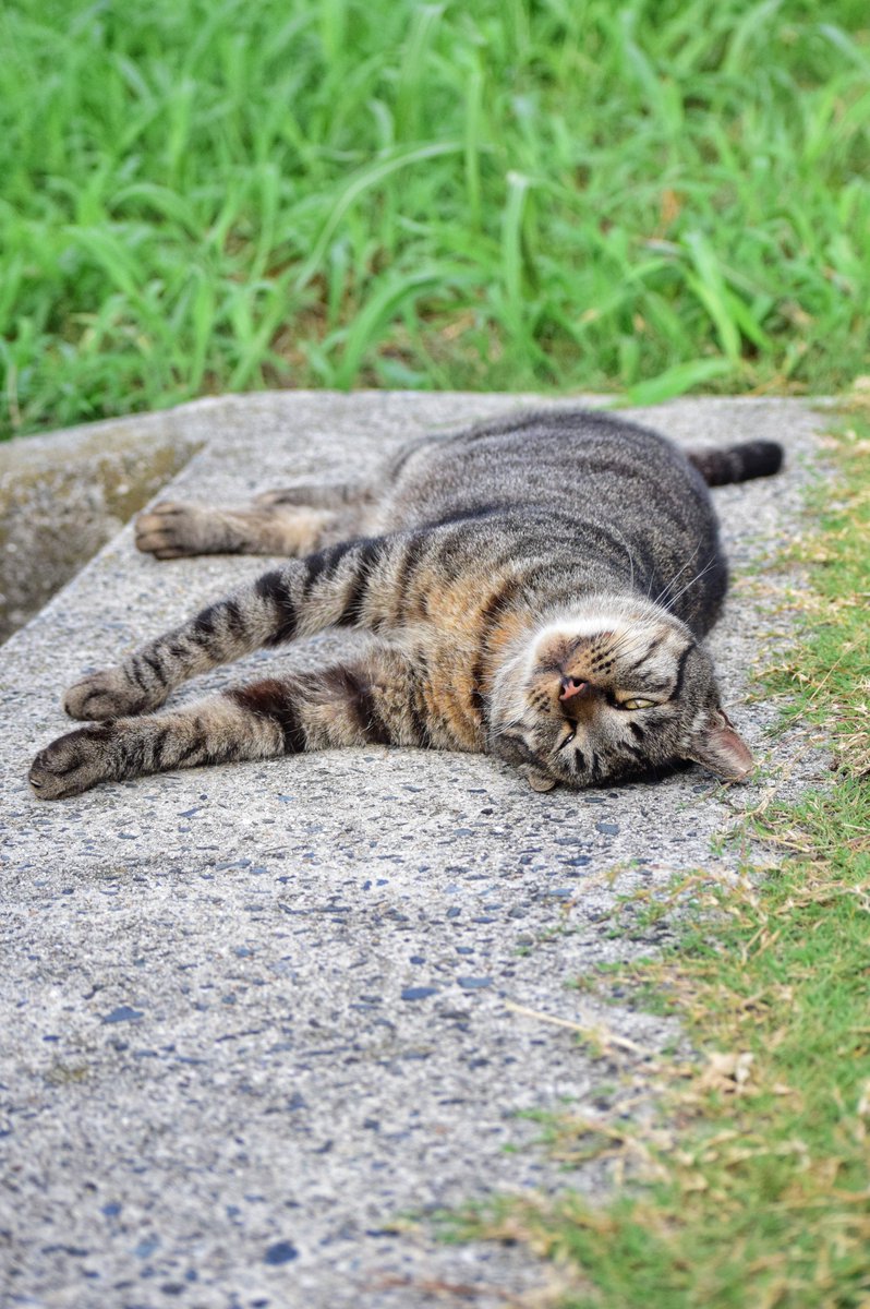 nerimono123's tweet image. ゴロン
#猫 #野良猫 #一眼レフ #nikon #猫好きな人と繋がりたい #写真好きな人と繋がりたい #ファインダー越しの私の世界 #キリトリセカイ #photography