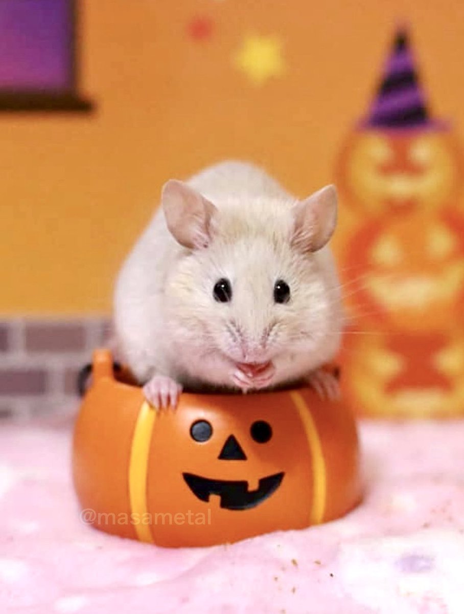 masametal's tweet image. ハロウィントッポくんから癒しマウスエネルギーを送ります🐭🎃✨

#mouse 
#お空のトッポくん