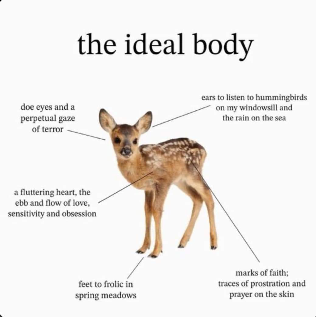 Deer in Places they Shouldn't Be (@deershouldnt) on Twitter photo 