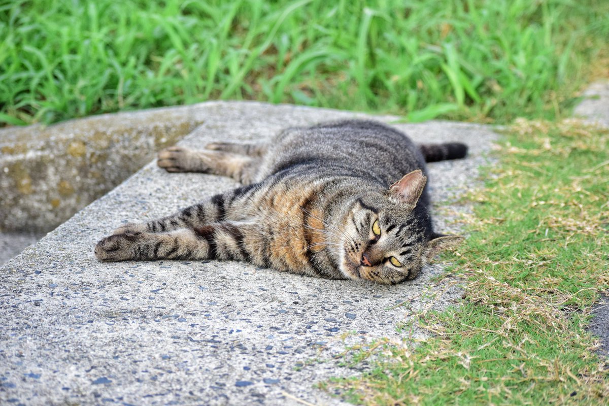 nerimono123's tweet image. ゴロン
#猫 #野良猫 #一眼レフ #nikon #猫好きな人と繋がりたい #写真好きな人と繋がりたい #ファインダー越しの私の世界 #キリトリセカイ #photography