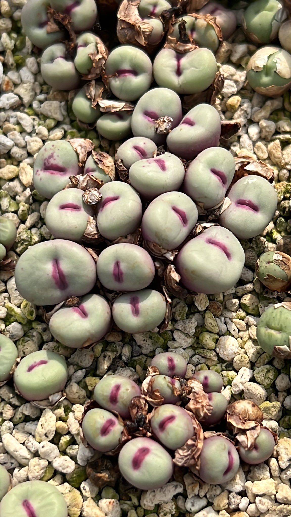 KEN's nursery (@conoconokenken) / X