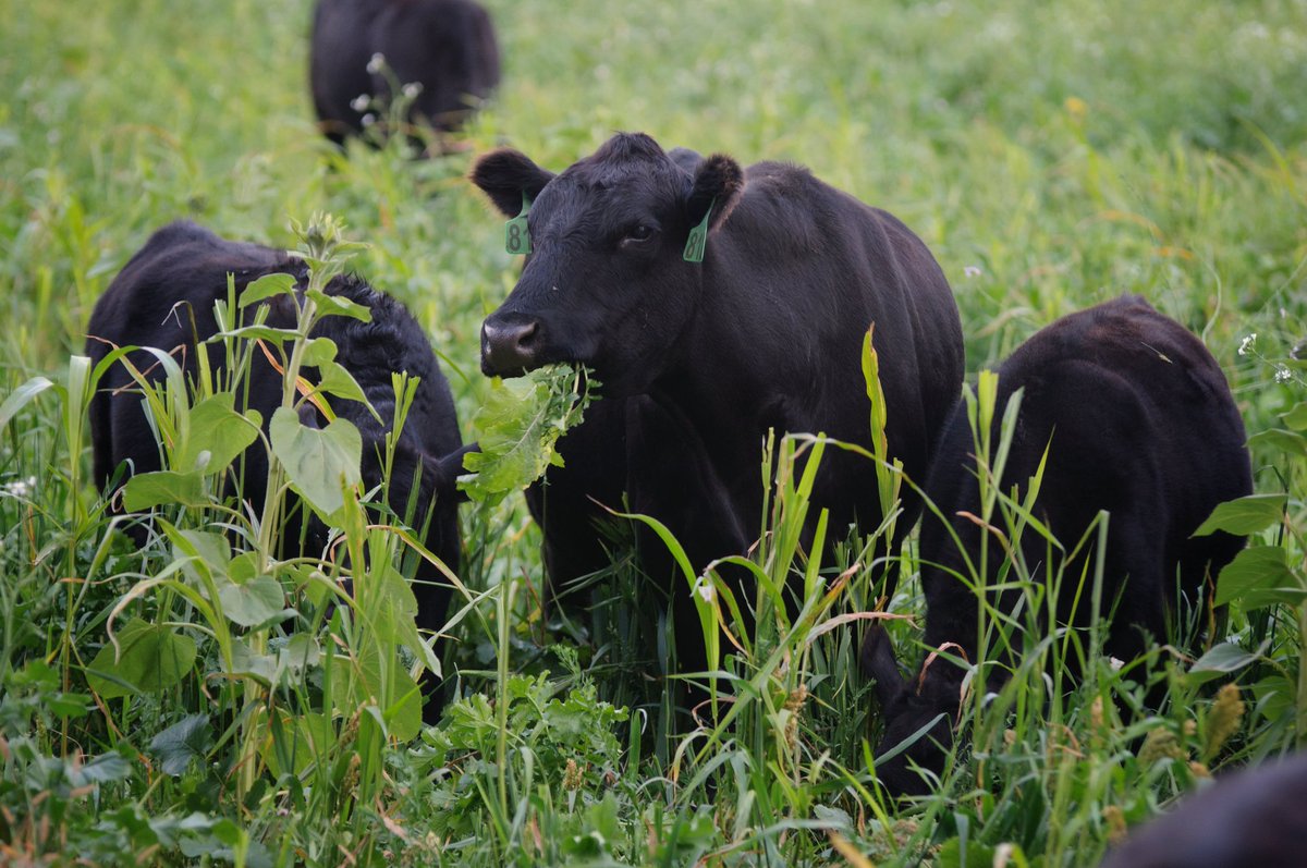 trapdoor1873's tweet image. Cattle enjoying #covercrops and building soil!