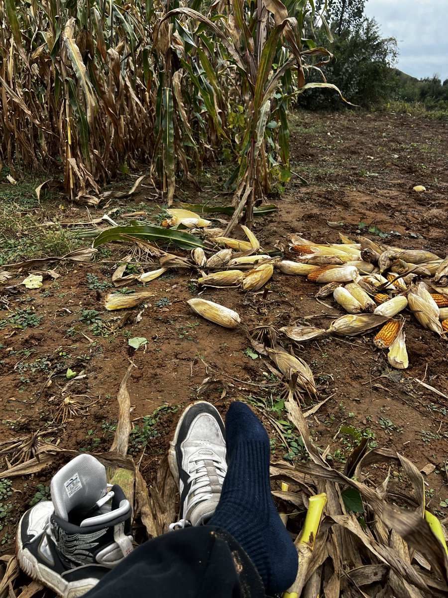 重脏熊臭黑袜小五叔S tweet media