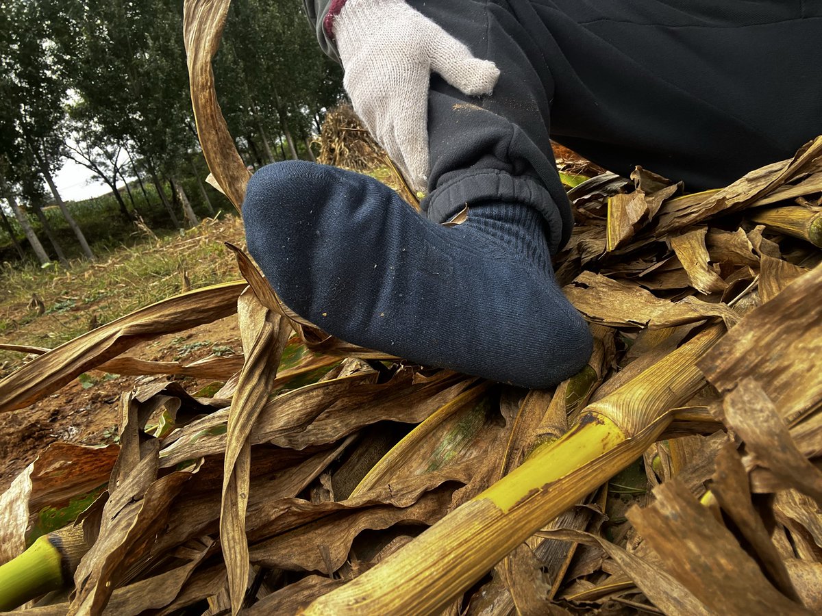 重脏熊臭黑袜小五叔S tweet media