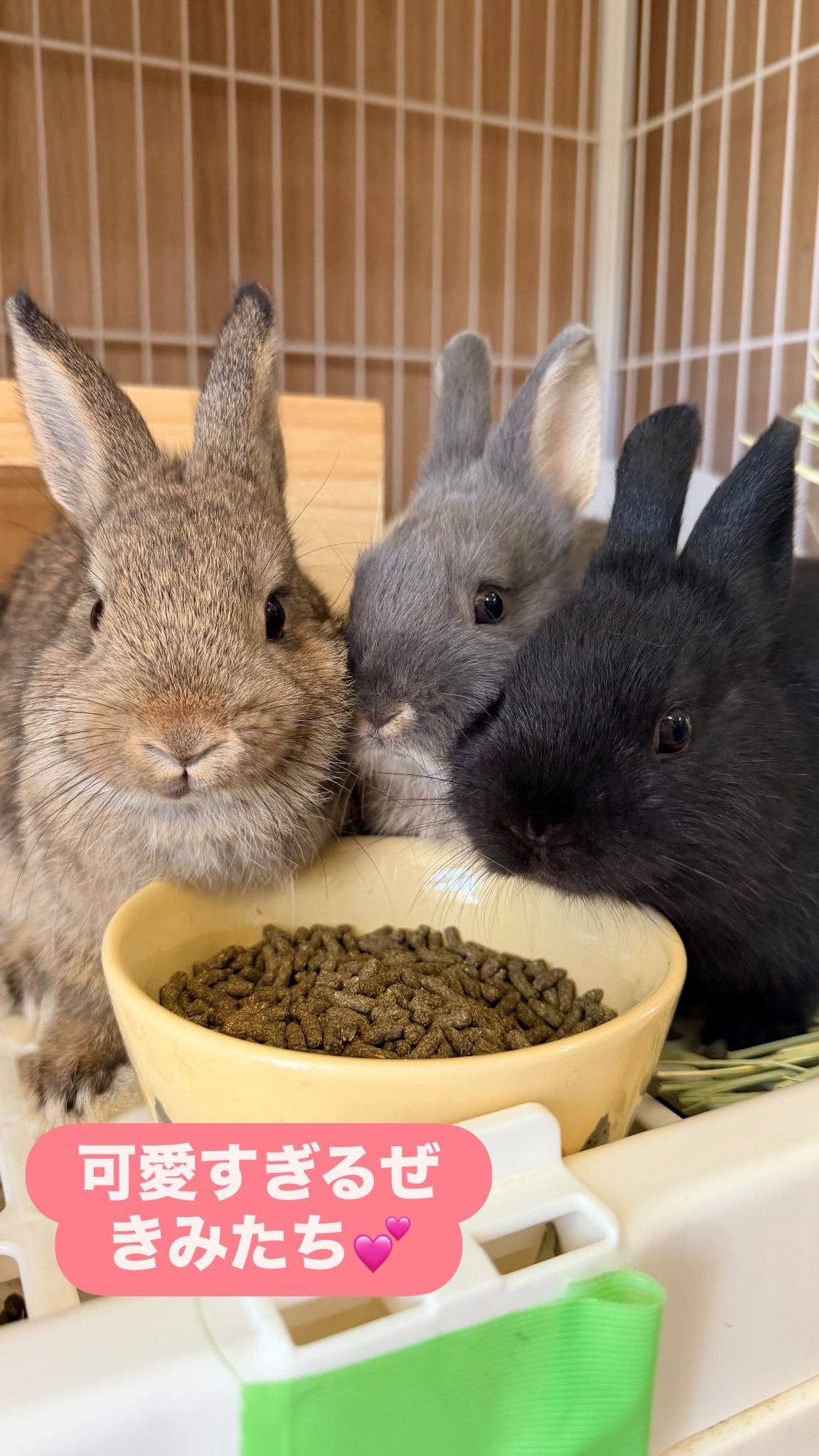 横須賀のうさぎ専門店ラビットハウスサニー on X: 