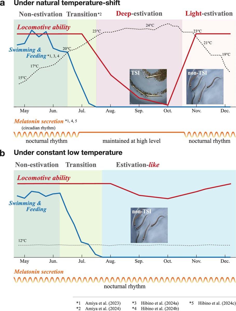 JE_Editor's tweet image. 新しい論文が出版されました!
"Temporal swimming impairment during estivation in western sand lance Ammodytes japonicus（イカナゴの夏眠期における一時的な遊泳障害）" by Noriko Amiya et al.  
link.springer.com/article/10.100… 
#Dormancy #Hibernation
