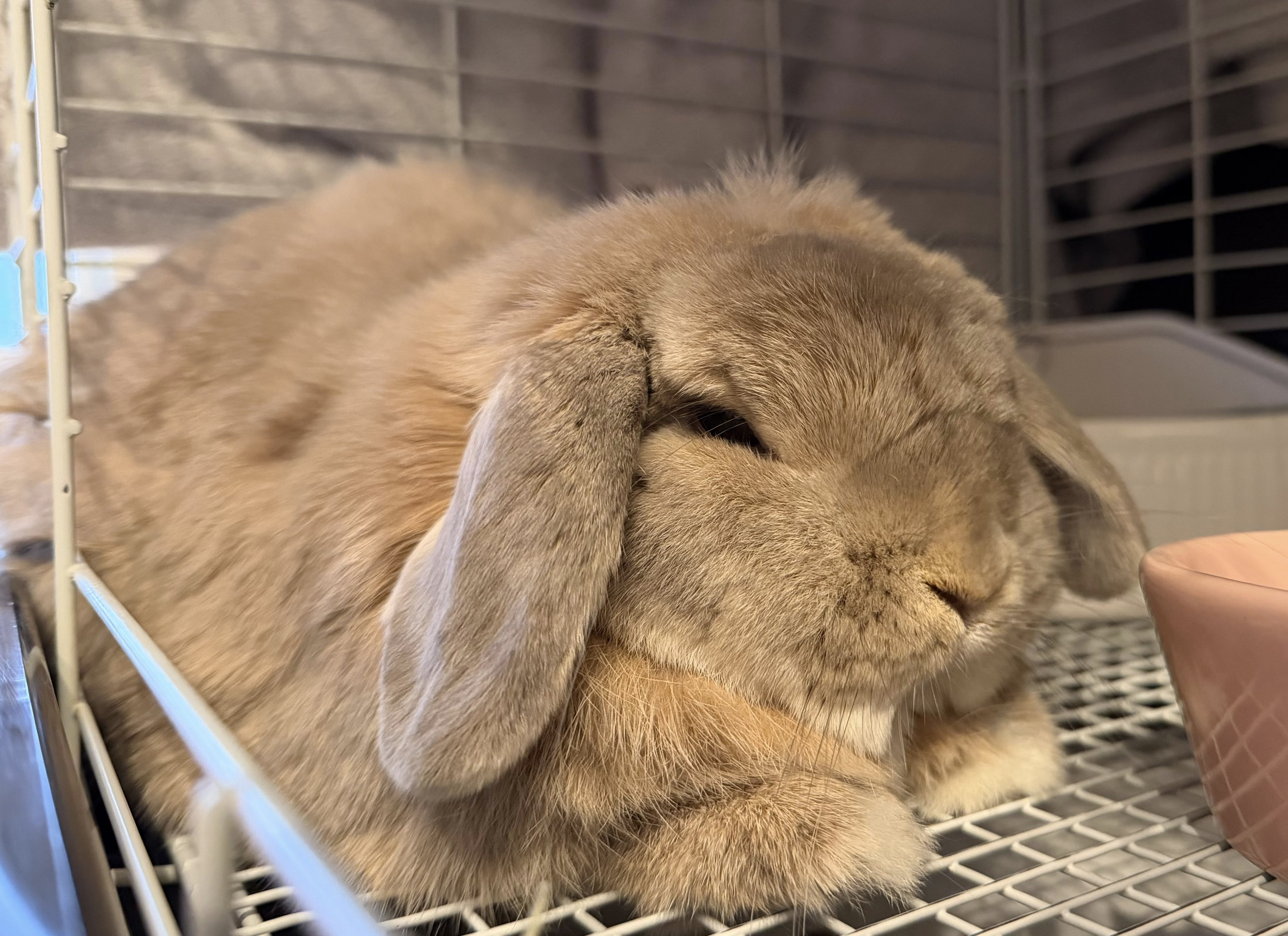 Ayu♡ adidas ZX 2K Boost NASA White Hazy Rose (Women's) - FX7054 - US