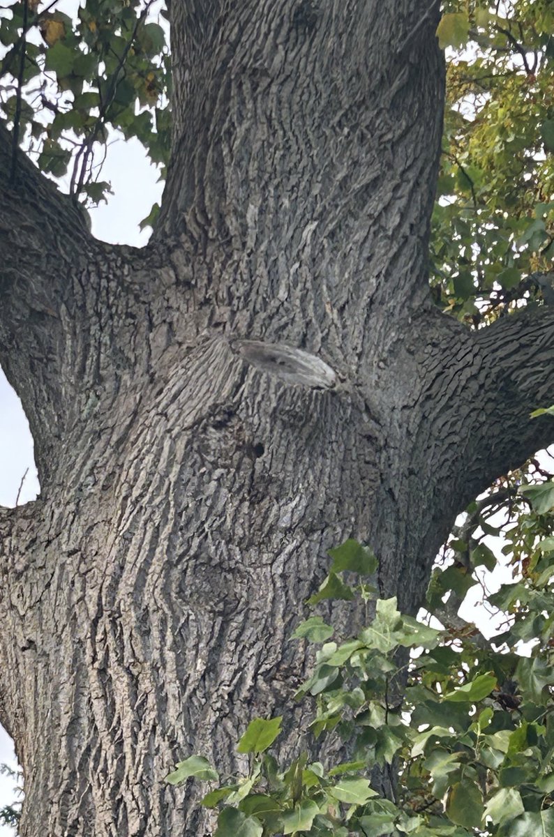 lightworker4441's tweet image. “I am Steve, a king of trees. I am here to speak of your personal responsibility to learn how to see with clarity your true reality.

For you see the senses of humanity were dimmed in order that their ability to see, hear, know and feel the presence of their divinity was greatly…