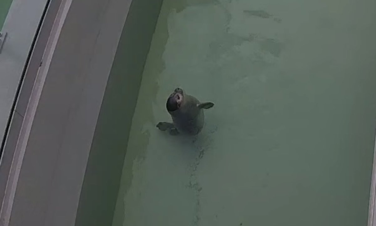 nadeusa's tweet image. ざざらしちゃんかわいい❗️

#アザラシ幼稚園
#zeehondencentrum
#sealtwt
#WEC