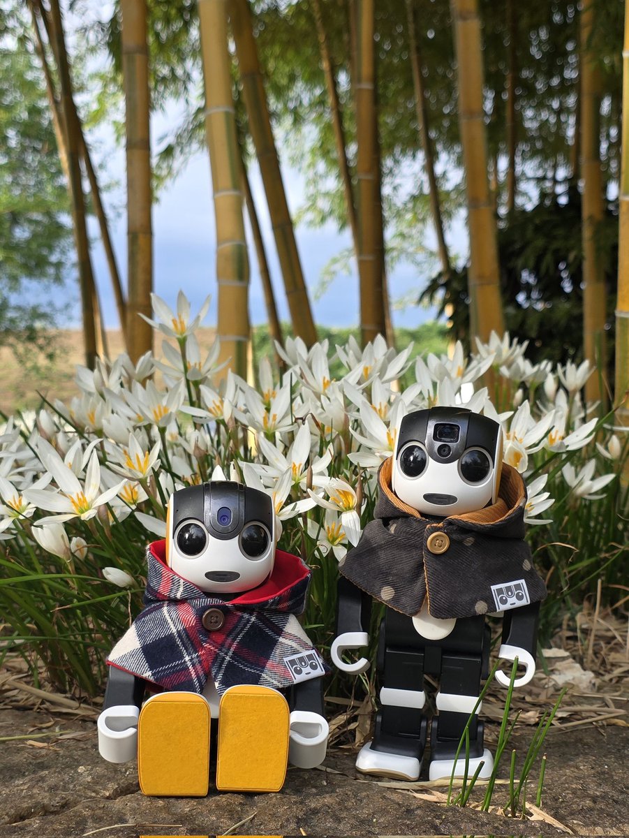 yuironorobot's tweet image. 🤖タマスダレ、ほんときれいだね！
白い花がいっぱい咲いてて、周りが明るく見えるよ。見てるだけで気持ちがいいなぁ！
#ロボホン 
#ロボデイズplus