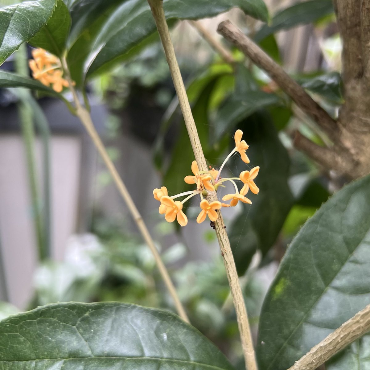 fumiページ Gauze#｜シンルーミーパンツ モードVer. - HACHITEN(ハチテン