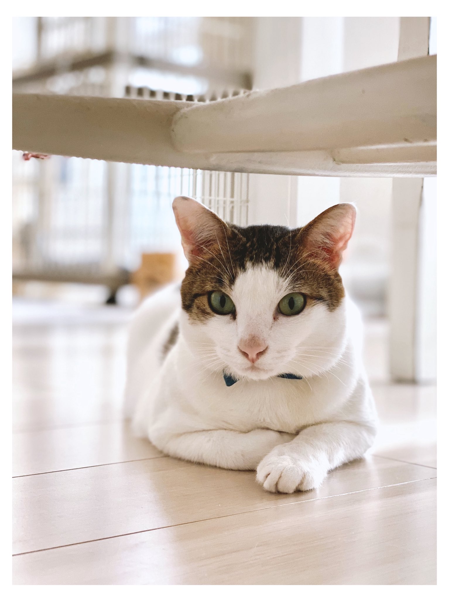 智美様ご確認ページ◡̈♡ ZX-5 1983年9月 | ソニー坊やと呼ばれた男