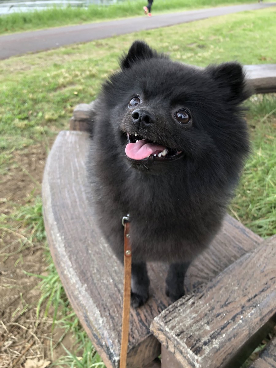 おは🐻です🐾
今朝は昨日雨で行けなかったからlongで朝んぽ🐾たっぷり1時間歩き通し…疲れた😵

#良き日曜日を
#犬好きさんと繋がりたい
#ポメラニアン