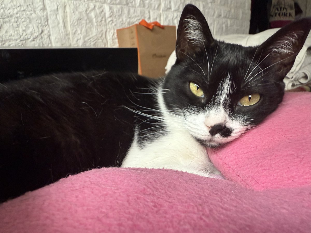 louxswift13's tweet image. hoy noche de chicas con la Sofi