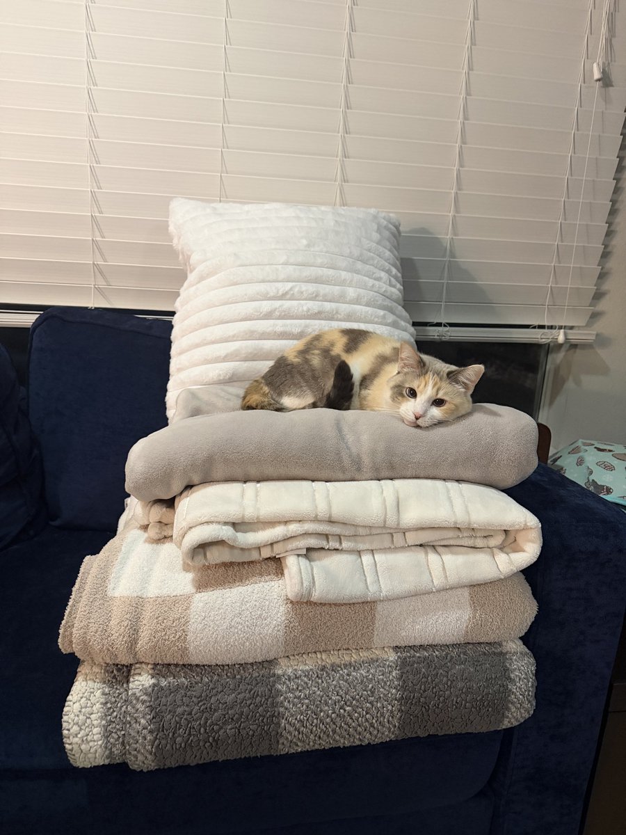 fatfatpankocat's tweet image. I’m shaking… she’ll rob us of every blanket we own