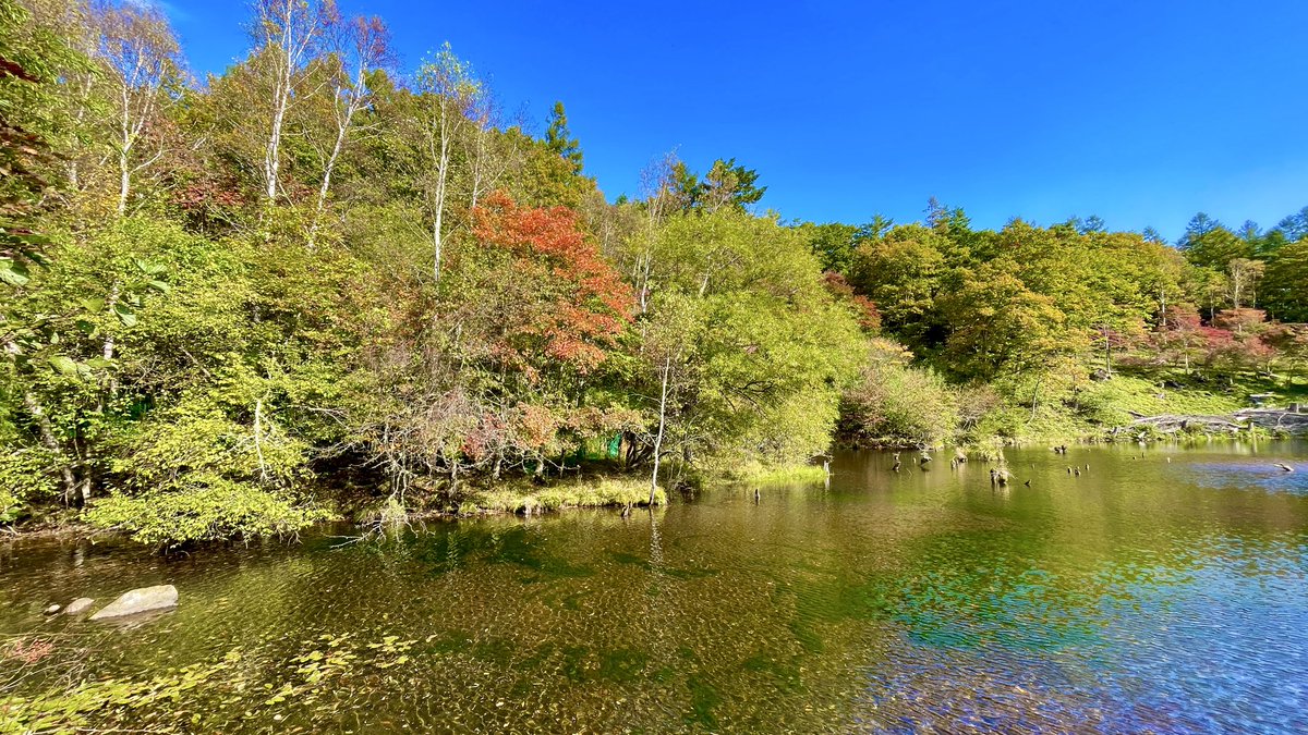 DeepRed_Forest's tweet photo. まだちょっと早かった。 https://t.co/owT97iZZi1