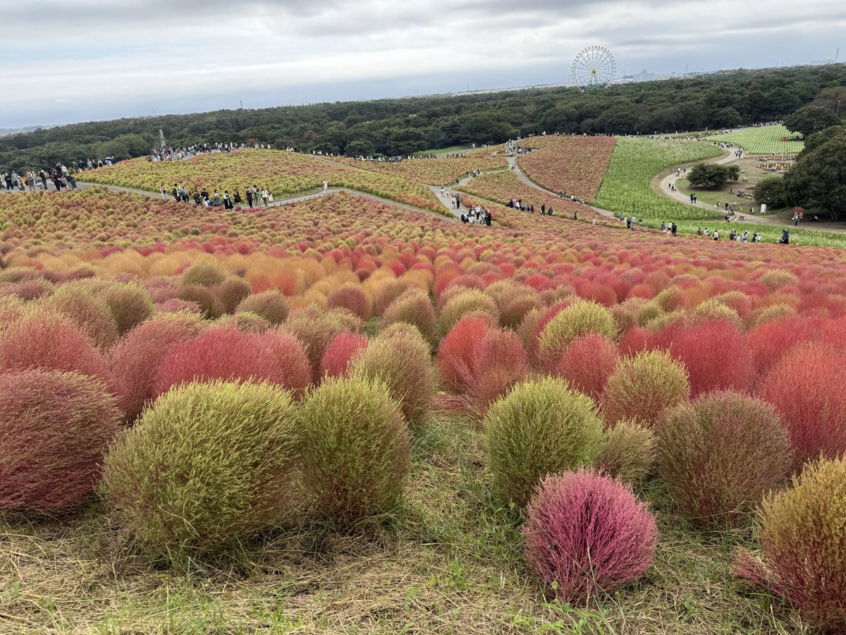 とっちー (@tocchi530) on Twitter photo 