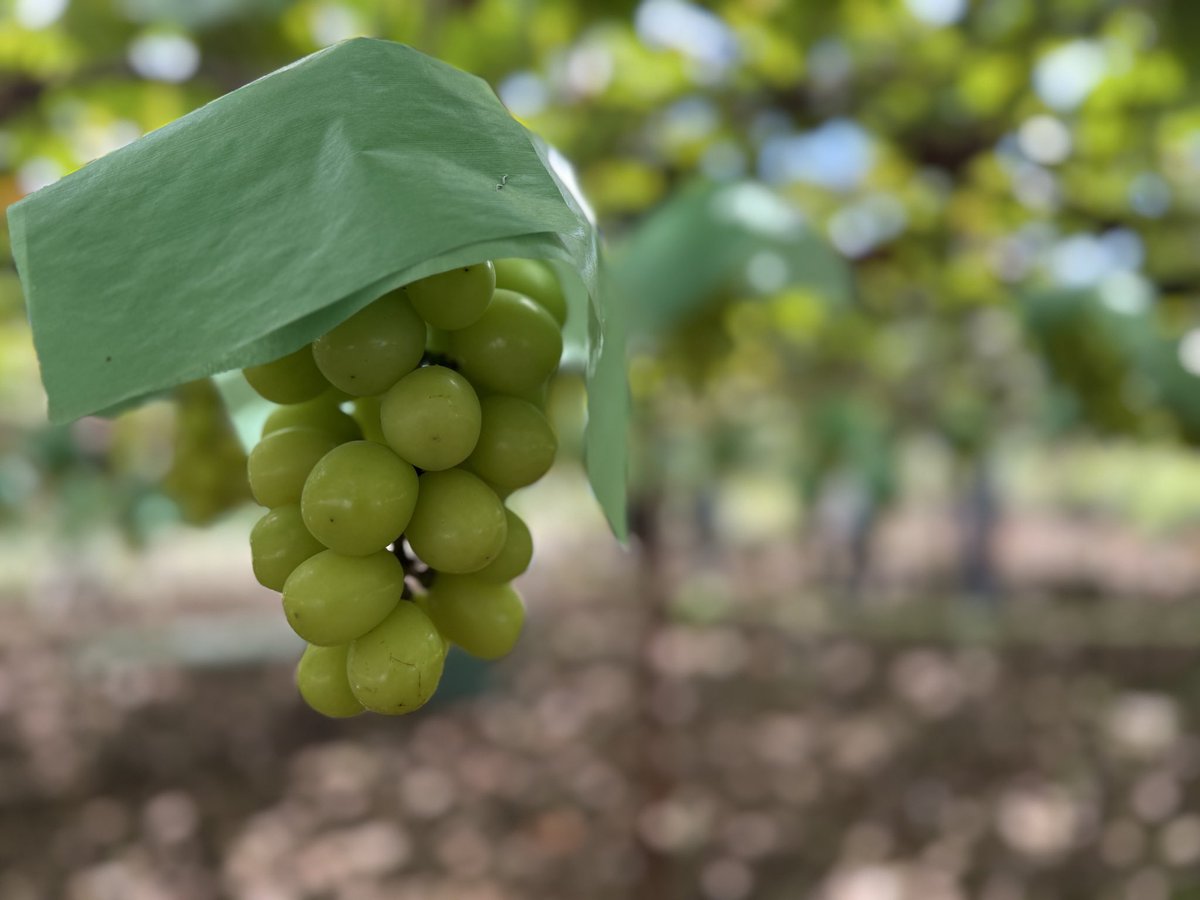 kusashio's tweet image. 10月12日（日）おはようございます。今日の理想園は、シャインマスカットと三昧です＼(^^)／