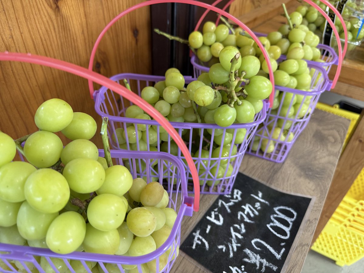 kusashio's tweet image. 10月12日（日）おはようございます。今日の理想園は、シャインマスカットと三昧です＼(^^)／