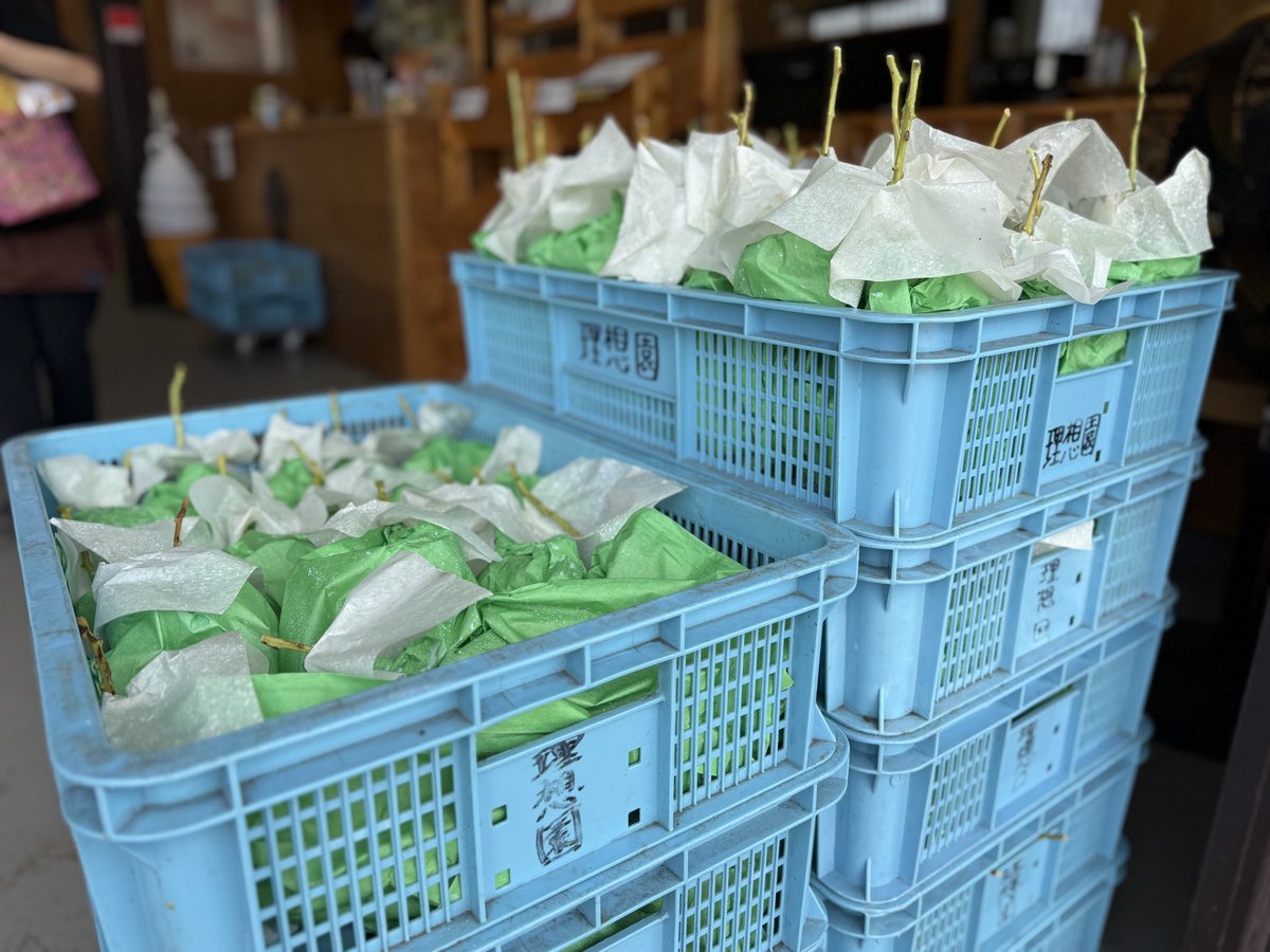 kusashio's tweet image. 10月12日（日）おはようございます。今日の理想園は、シャインマスカットと三昧です＼(^^)／