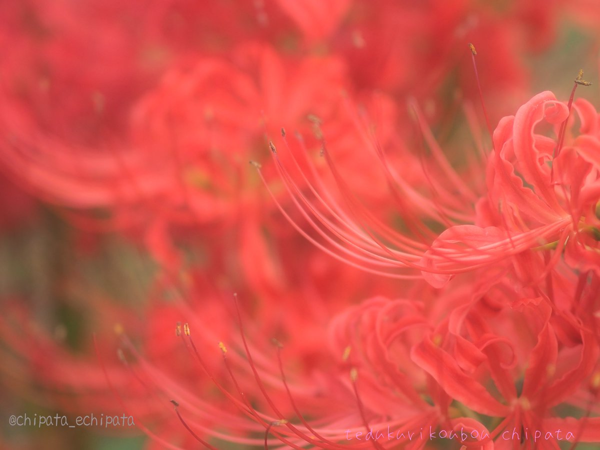 echipata's tweet image. #彼岸花 その４🥀

ふんわりしたのを撮りたかったけど、バージョン📸
彼岸花な色合いとふんわりを合わせるのは難しいな🤔

#ヒガンバナ #曼珠沙華 
#流山 にて10月5日 #ミラーレスカメラ撮影
