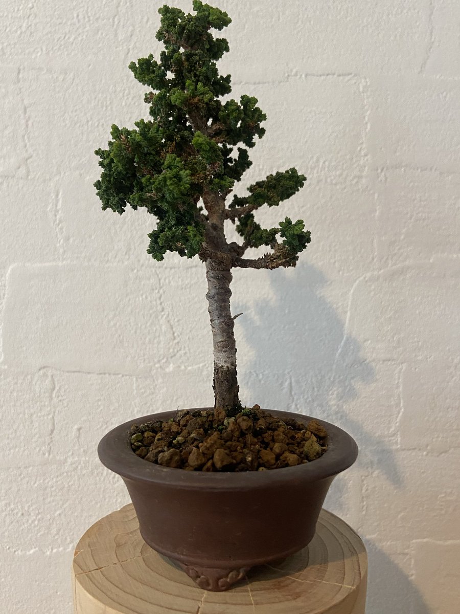 盆クラ市 公式アカウント (@bonkuraichi) / Posts / X